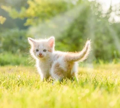 Little kittens Stock Photos