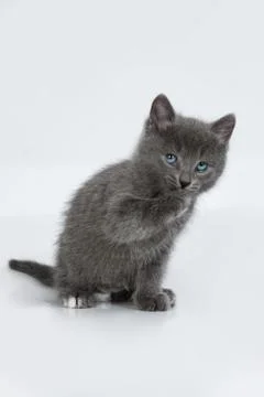 Little Kittens Stock Photos