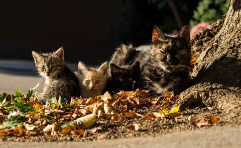 Little kittens Stock Photos