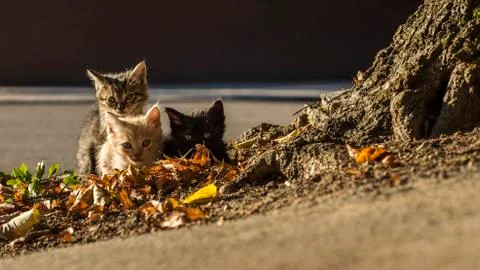 Little kittens Stock Photos