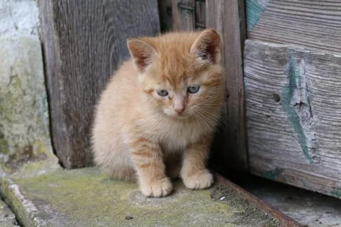 Little kittens Stock Photos