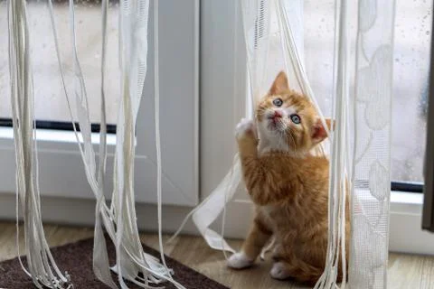 Little kittens Stock Photos