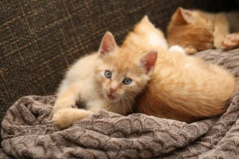 Little kittens Stock Photos