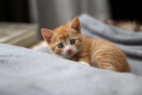 Little kittens Foto stock
