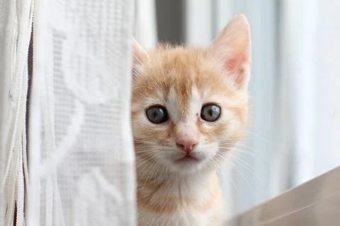 Little kittens Stock Photos