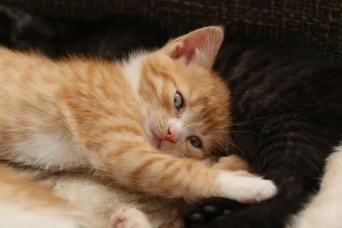 Little kittens Stock Photos