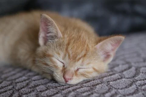 Little kittens Stock Photos