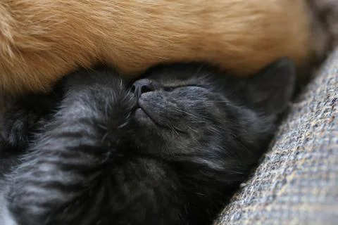 Little kittens Stock Photos