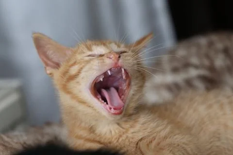 Little kittens Stock Photos