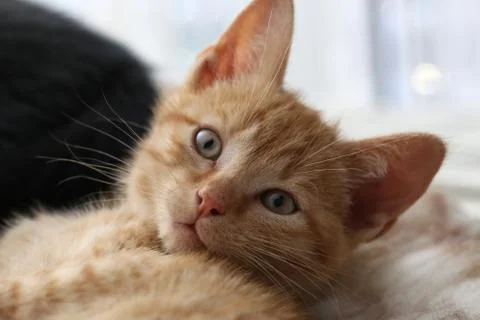Little kittens Foto stock