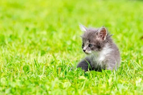 Little kittens Foto stock