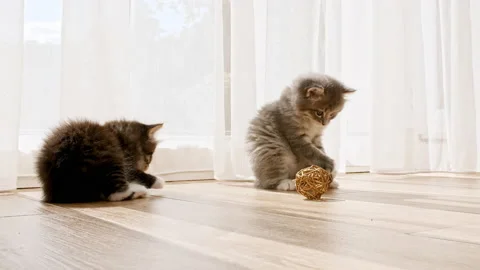 Little kittens play having fun near window in the sunlight. Cats playing with Stock Footage 201344158