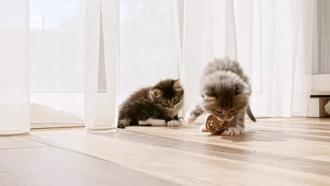 Little kittens play having fun near window in the sunlight. Cats playing with Stock Footage 205260712