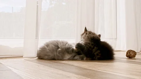 Little kittens play having fun near window in the sunlight. Cats playing with Stock Footage 216030700