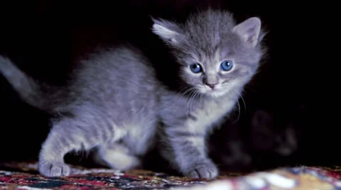 Little kittens on walk close up Stock Footage 62362864