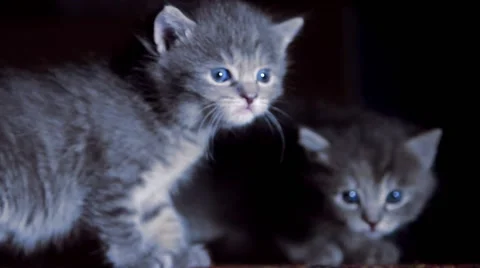 Little kittens on walk close up Stock Footage 62362882