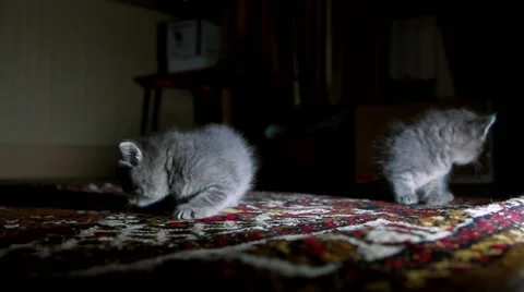 Little kittens on walk close up Stock Footage 62362888