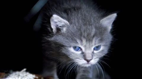 Little kittens on walk close up Stock Footage 62362903