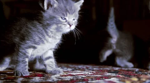 Little kittens on walk close up Stock Footage 62362966