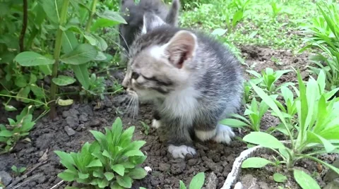 Little kittens on a walk Stock Footage 50220843