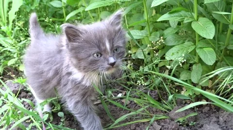 Little kittens on a walk Stock Footage 50220898