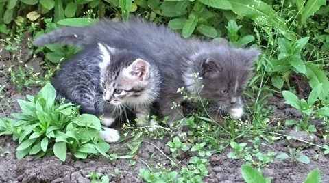 Little kittens on a walk Stock Footage 50221119