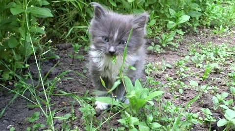 Little kittens on a walk Stock Footage 50221148