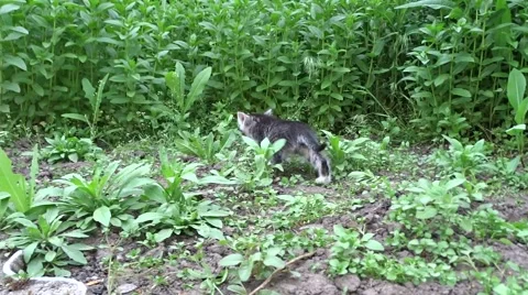Little kittens on a walk Stock Footage 50221194