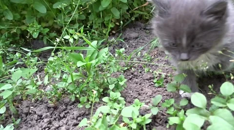 Little kittens on a walk Stock Footage 50221198
