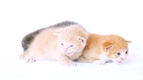 Little kittens on white background Stock-Footage 174718019