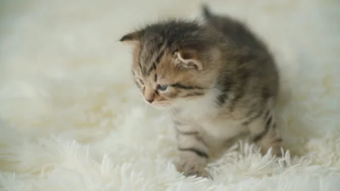 Little kitty on a blanket Stock Footage 110909822
