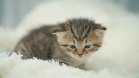 Little kitty on a blanket Stock Footage 113598468