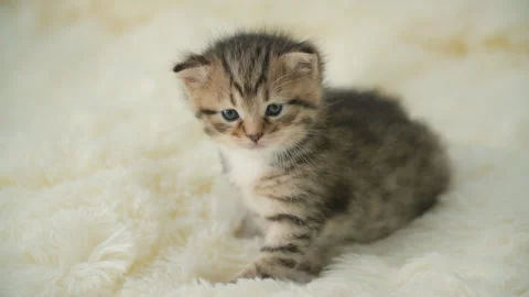 Little kitty on a blanket Stock Footage 113850193