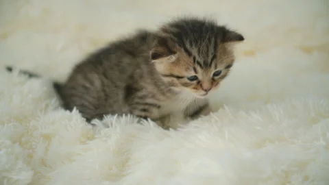 Little kitty on a blanket Stock Footage 114887449