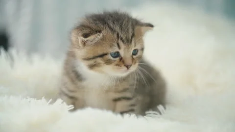 Little kitty on a blanket Stock Footage 114982448