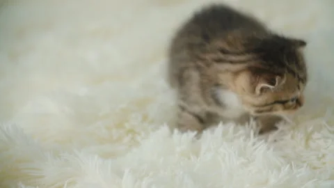 Little kitty on a blanket Stock Footage 115043234