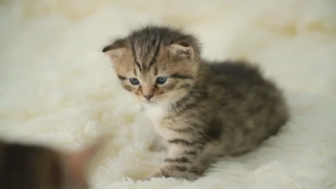 Little kitty on a blanket Stock Footage 115240113
