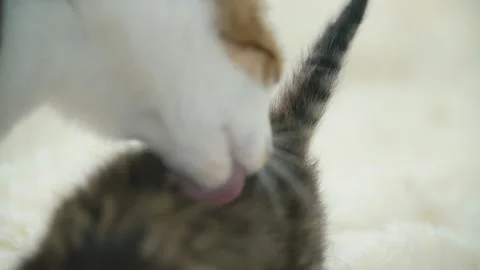 Little kitty on a blanket Stock Footage 115879148