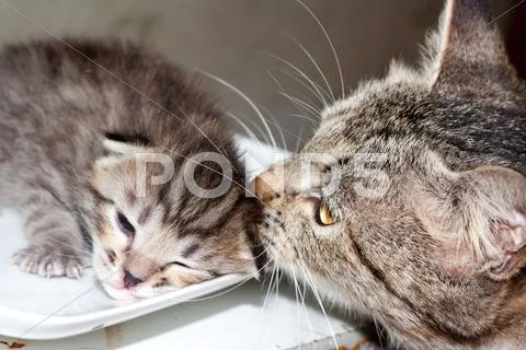 Little Kitty Cat With Mum