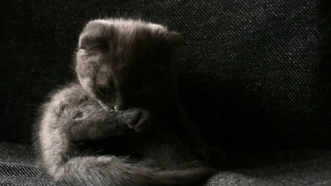 Little Kitty cute washes Stock Footage 80963682