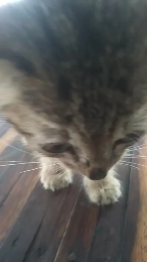 Little kitty 库存影片 322092589