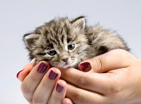 Little kitty in the human hands Stock Photos