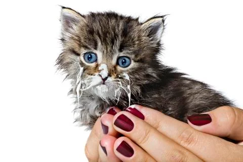 Little kitty in the human hands Stock Photos