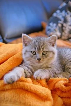 Little kitty lying on the couch Stock Photos