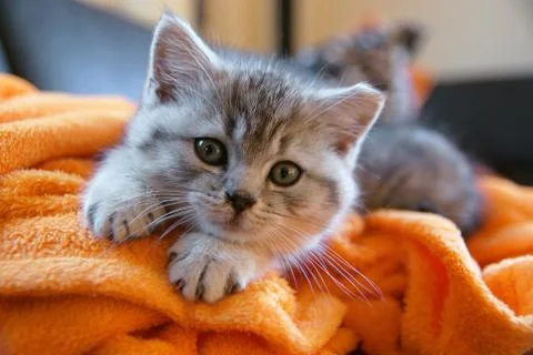 Little kitty lying on the couch Stock Photos