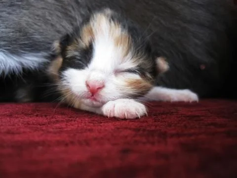 Little kitty Stock Photos