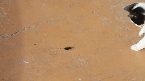 Little kitty playing with a beetle Stock Footage 147504831