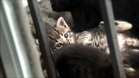 Little kitty playing biting, licking game in joy. Video stock 161462790