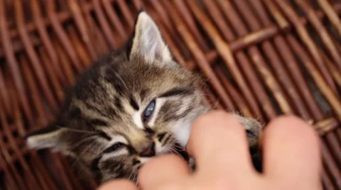 Little kitty playing with human hand Stock Footage 63359122