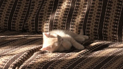 Little kitty plays on a sofa Stock Footage 118311978